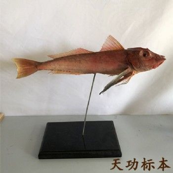 红娘鱼标本