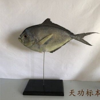 乌鲂鱼标本