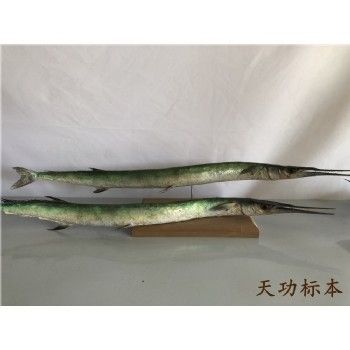 尖颌针鱼标本