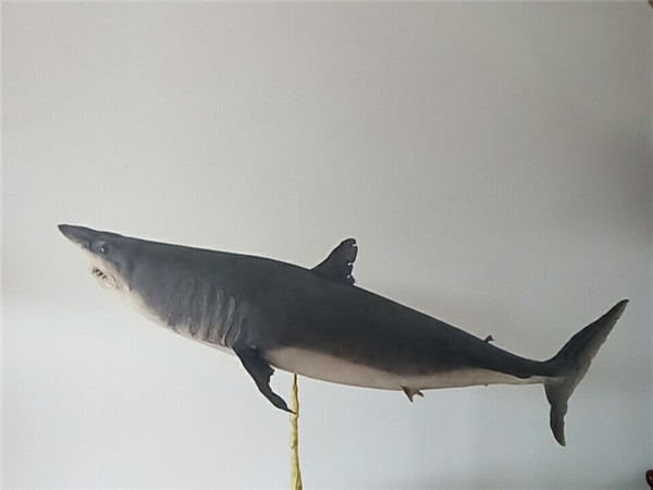 青鲨